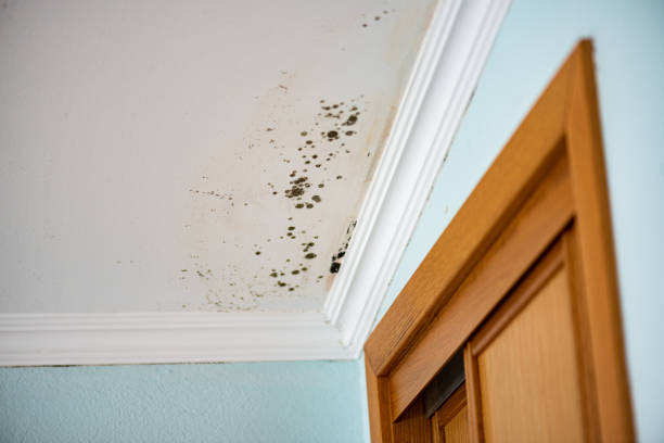 Office Mold Removal Services in West University Place, TX